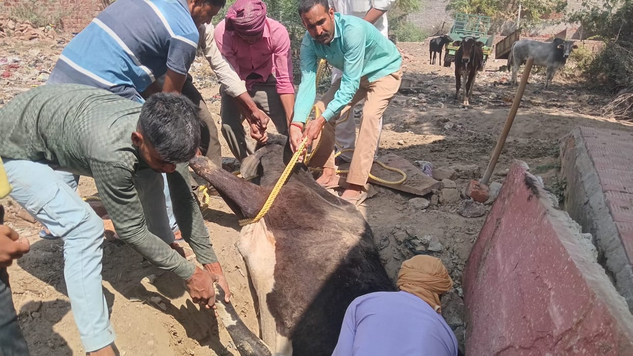 "Cow falls into toilet pit; rescued by villagers"
