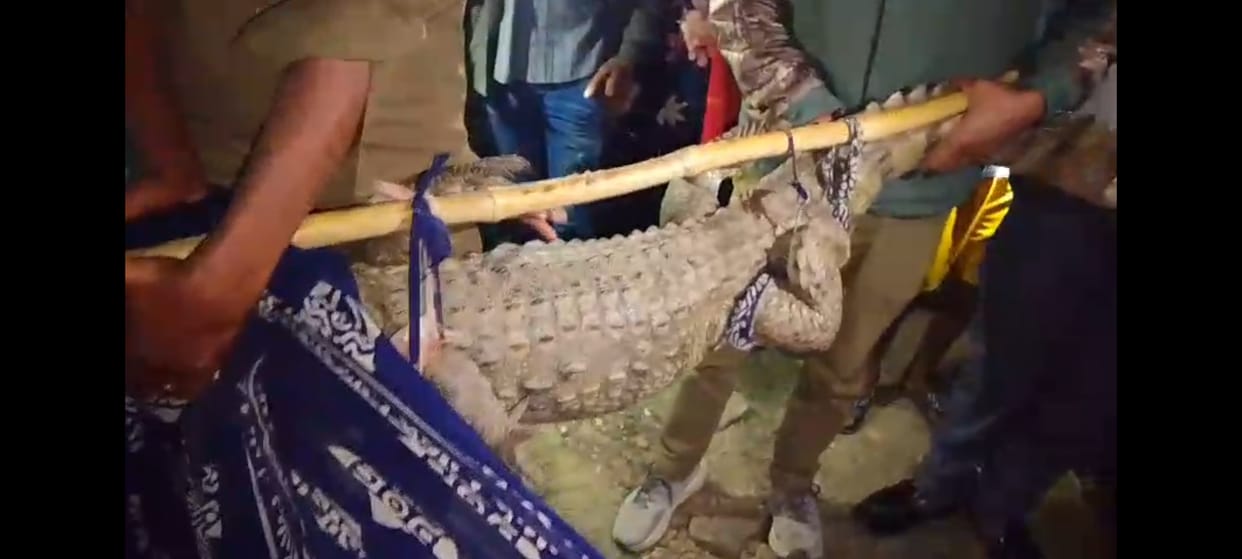 A crocodile entered the bathroom of a house, causing panic in the village; forest staff rescued it