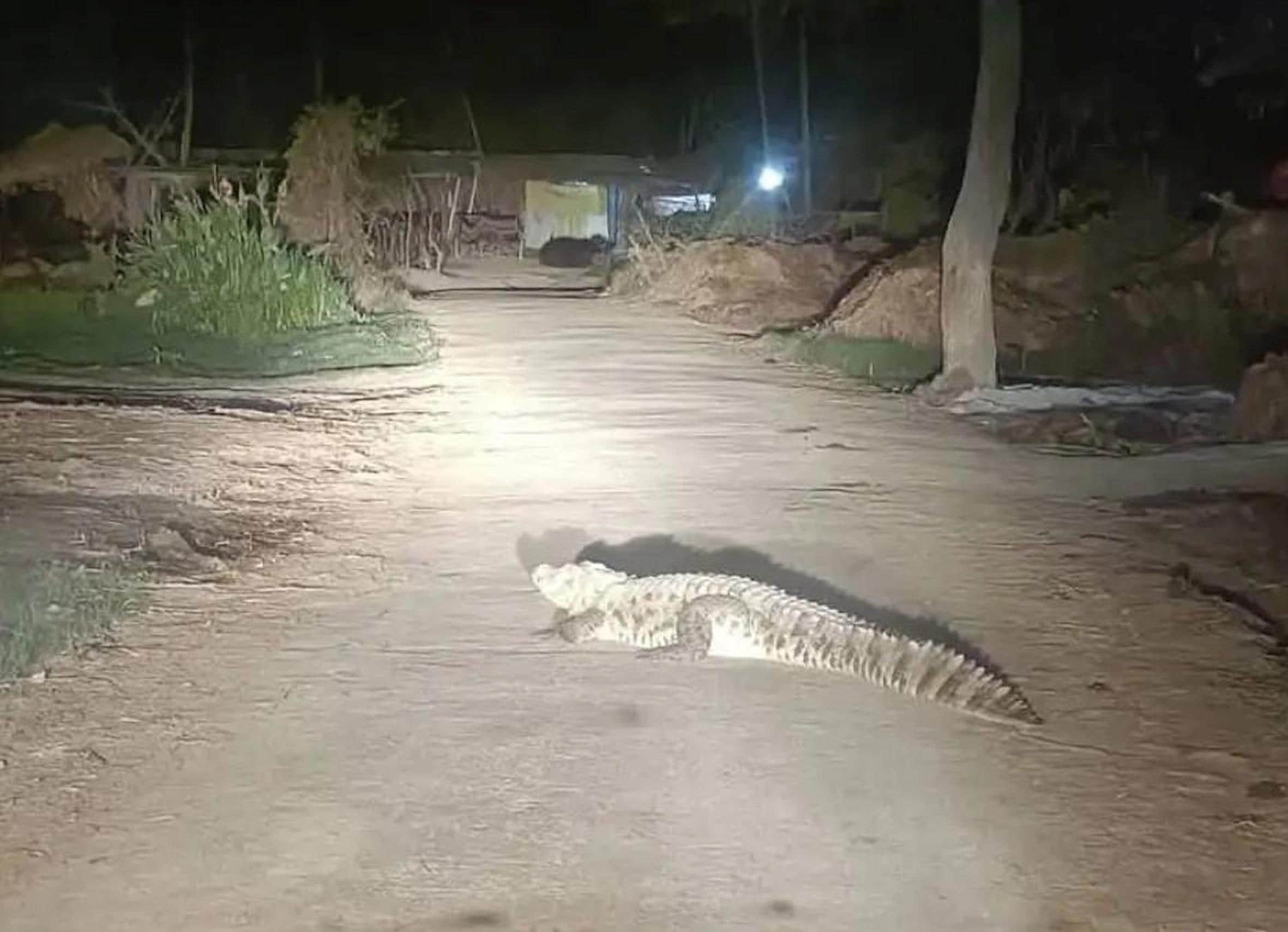 महसी के बमभौरी गांव में सड़क पर निकला मगरमच्छ।