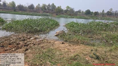 Bodies of two elephant calves found in the river forest department team investigating the cause of death in Ra