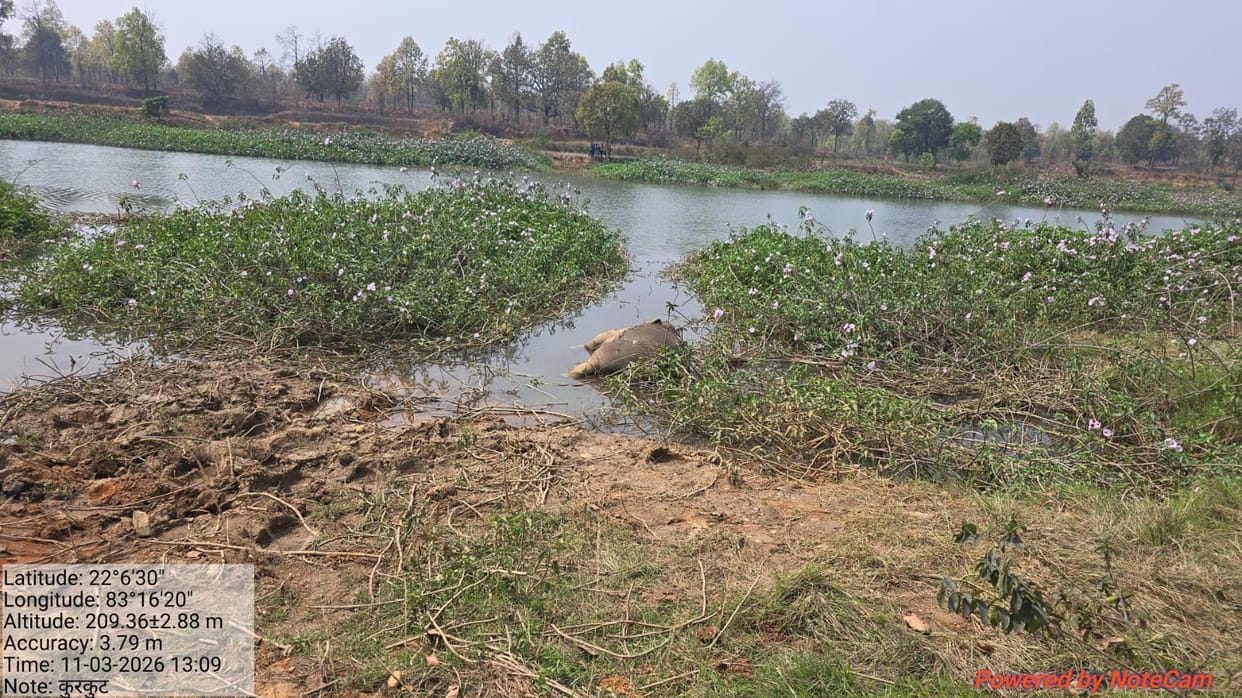Bodies of two elephant calves found in the river forest department team investigating the cause of death in Ra