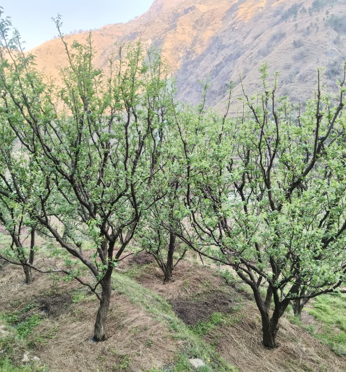 Due to lack of rain, the flowers on the plum trees started turning yellow