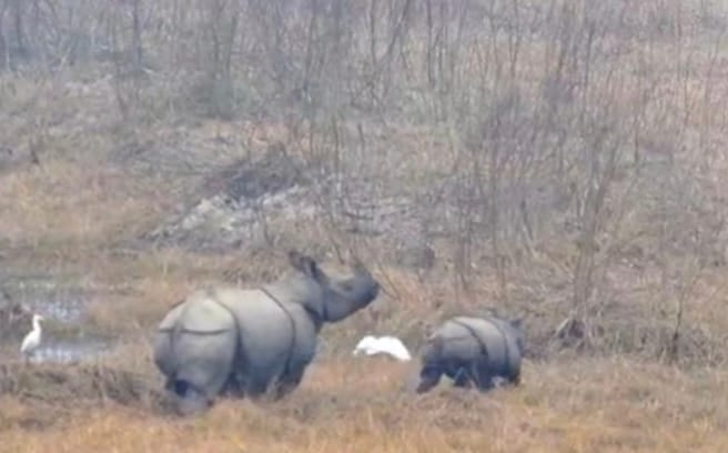Rhinoceros with cubs ran at the sound of tiger