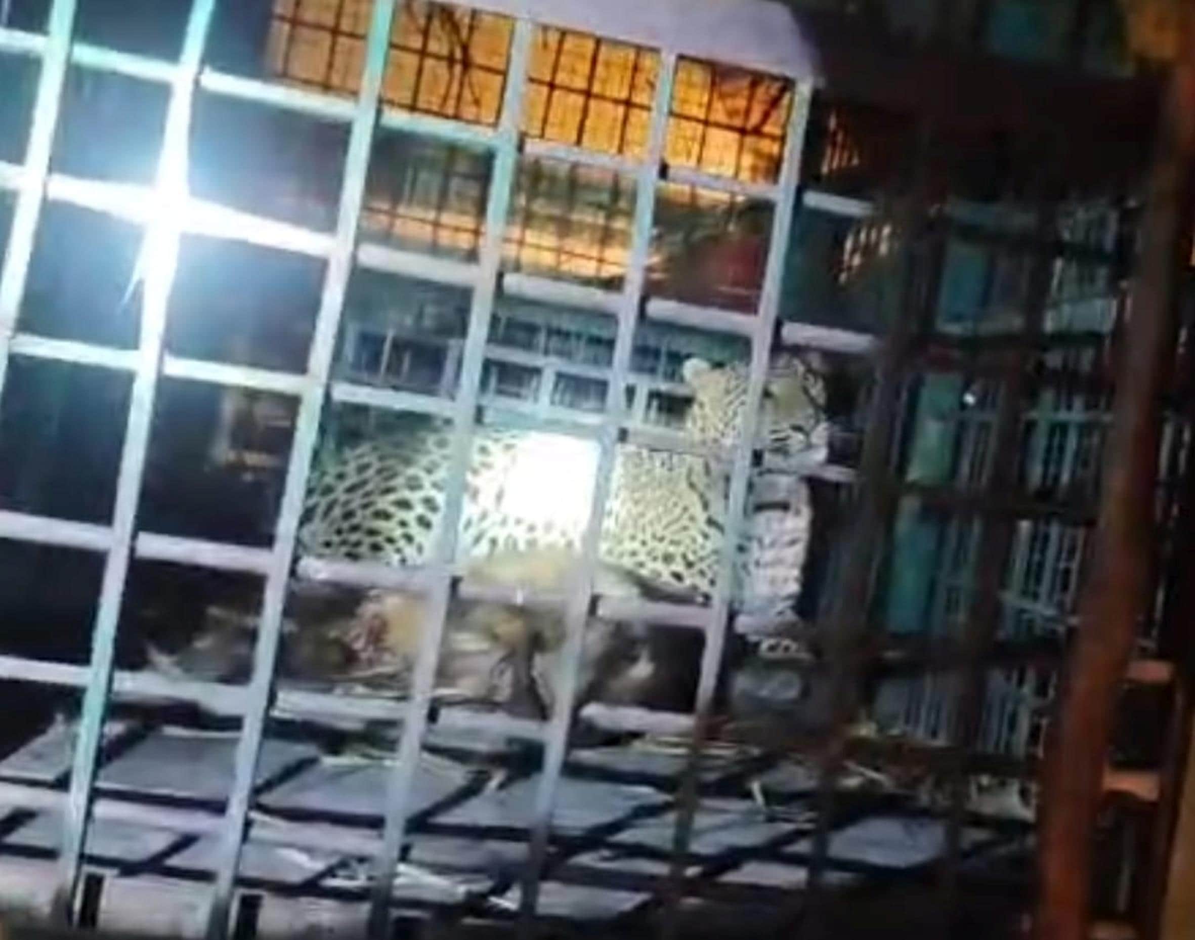 आजमगढ़पुरवा में वन विभाग के पिंजरे में कैद तेंदुआ।