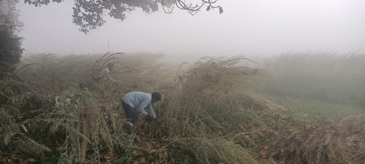 Foggy in the mornings for five days, chances of rain on 15-16 March
