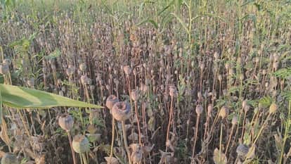 Another accused arrested in opium cultivation case used to supply opium seeds to BJP leader in Durg News