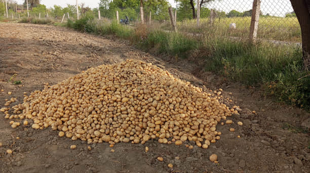 खेत में खुदाई के बाद रखा आलू। संवाद