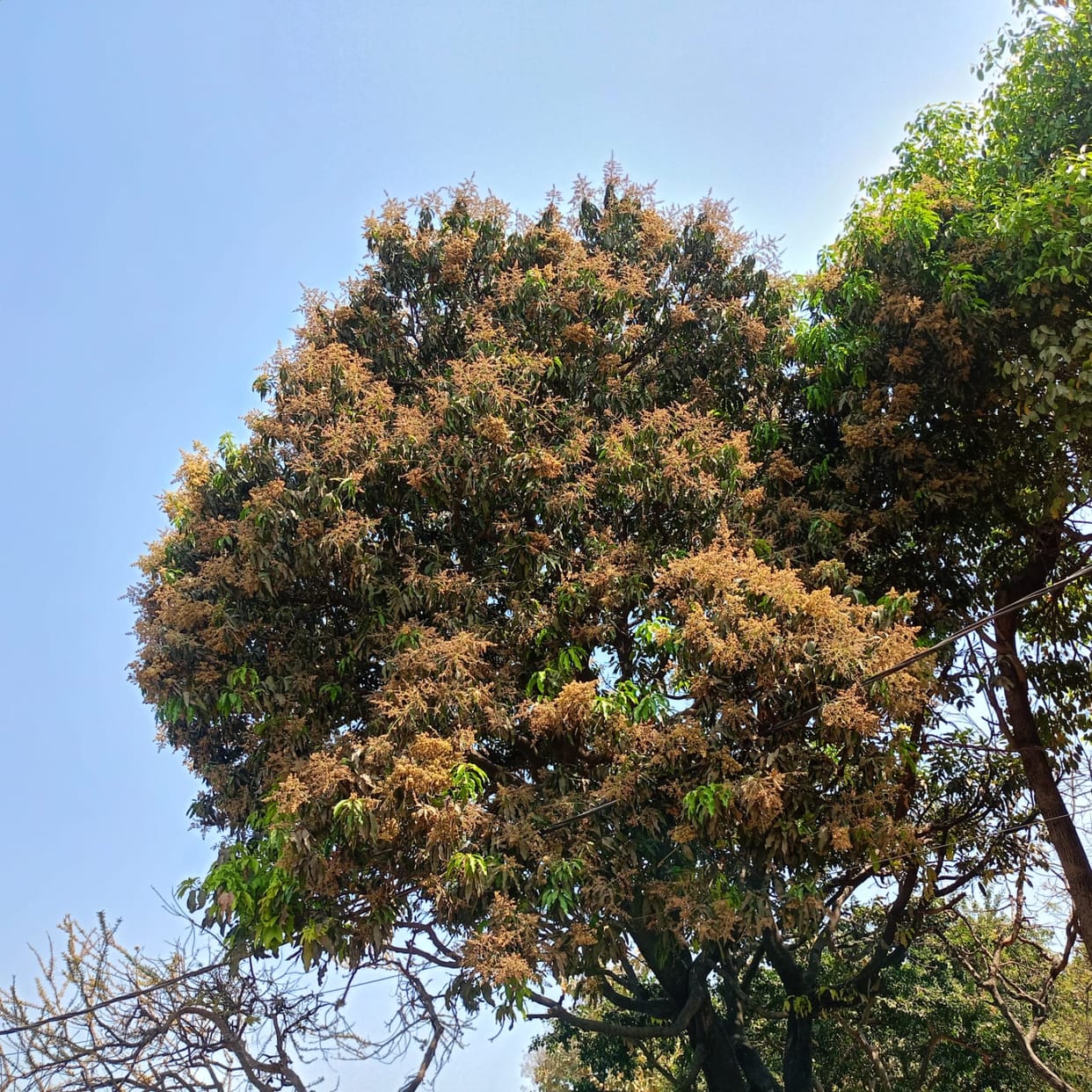 Expect bumper mango production due to timely flowering