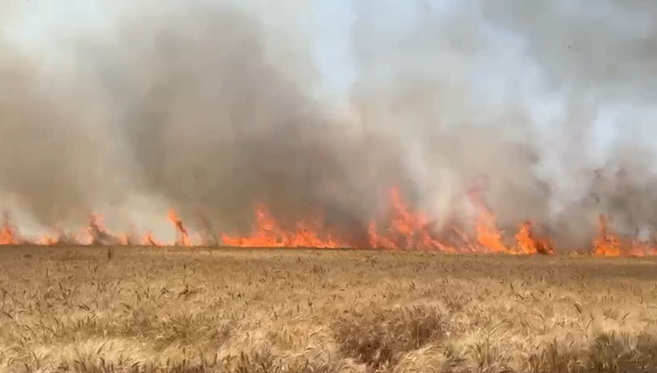 आग लगने के बाद जलती हुई गेहूं की फसल।