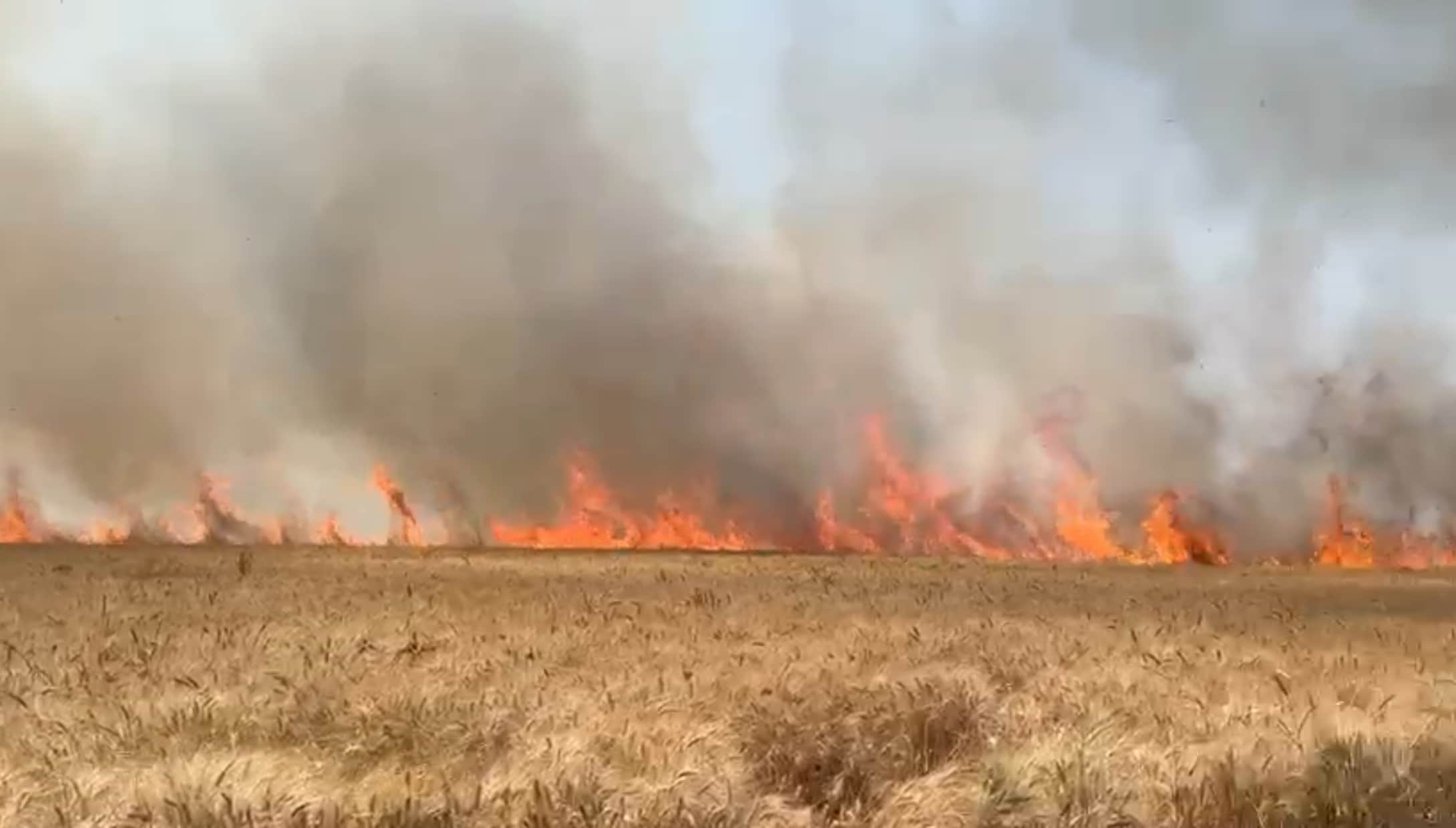 आग लगने के बाद जलती हुई गेहूं की फसल।