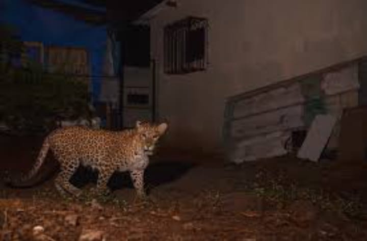 Leopards engulf Ghumarwin village, preying on domestic animals as evening approaches.