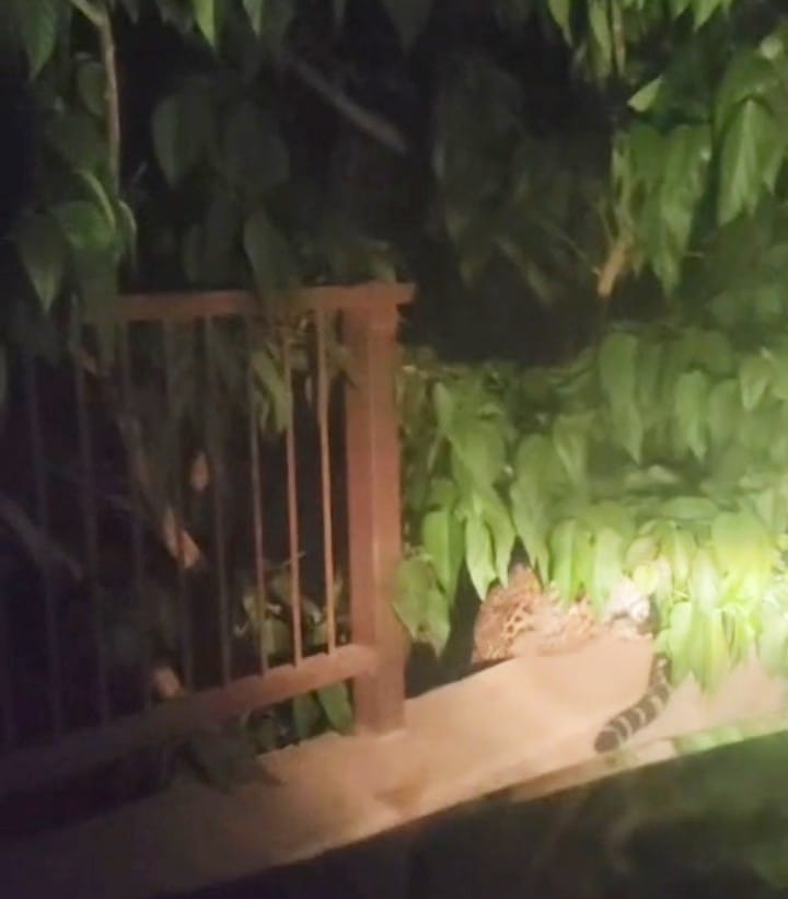 Leopard spotted on bridge, panic grips nearby villages