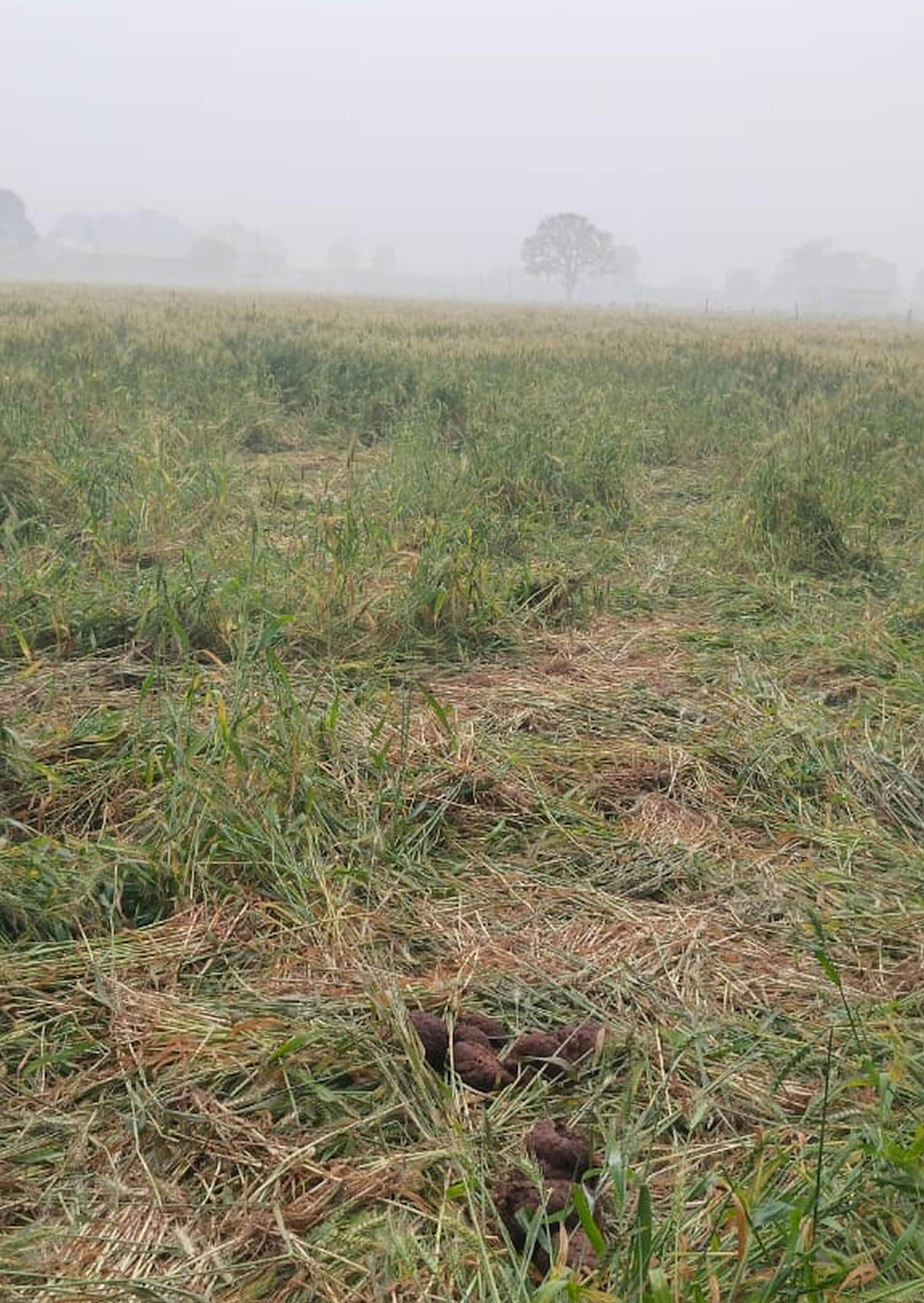 कारीकोट के जमुनिहा गांव हाथी के उत्पात में बर्बाद हुई फसल। 