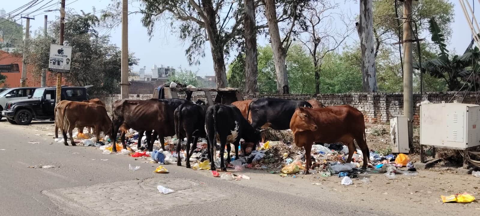 रामनगर में कूड़े के ढेर में मुंह लगाते मवेशी। - संवाद