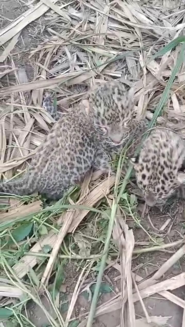 In the forest of Matauraman, a leopard is camped in a sugarcane field with three cubs.