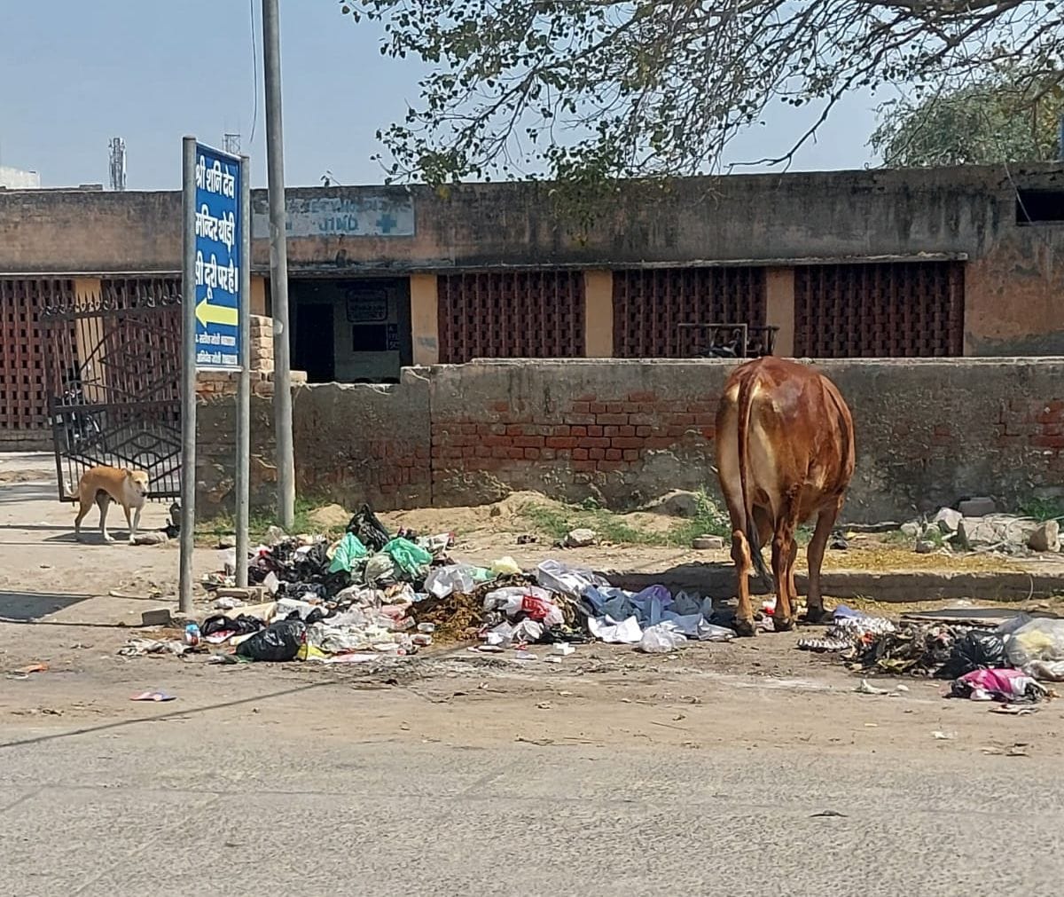 Piles of garbage in front of the veterinary hospital