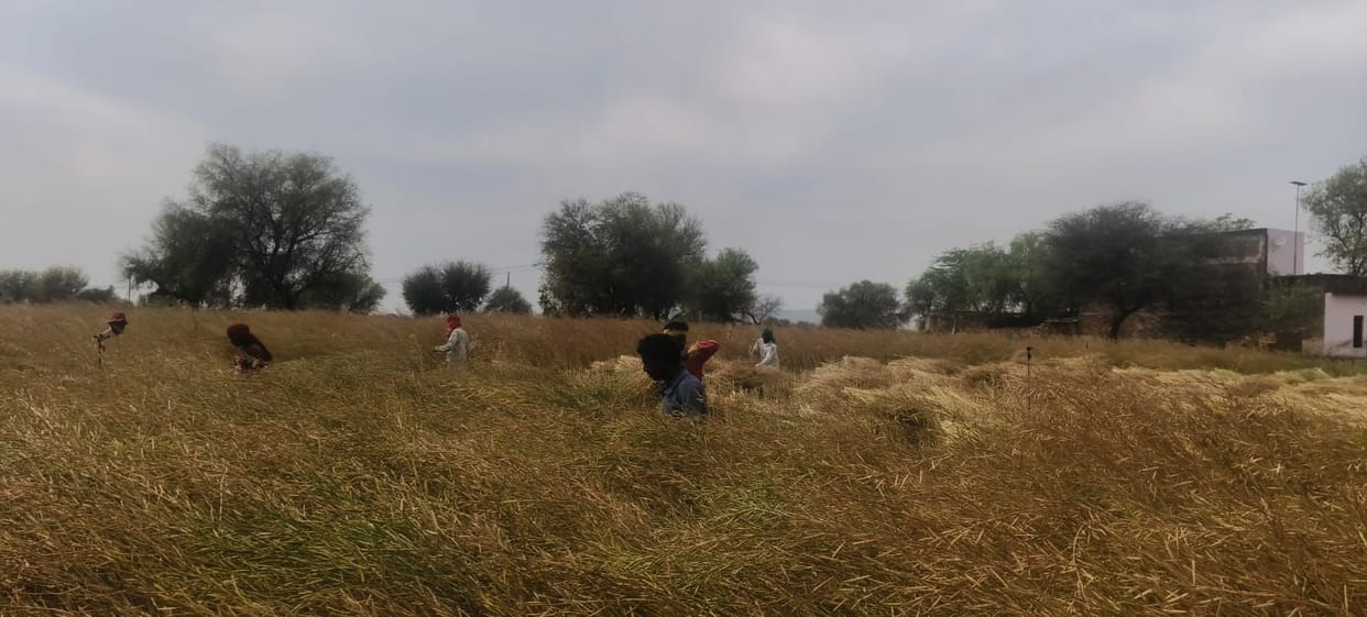 Rain Forecast Heightens Farmers' Concerns; Advice Issued Against Irrigating Wheat for Three Days