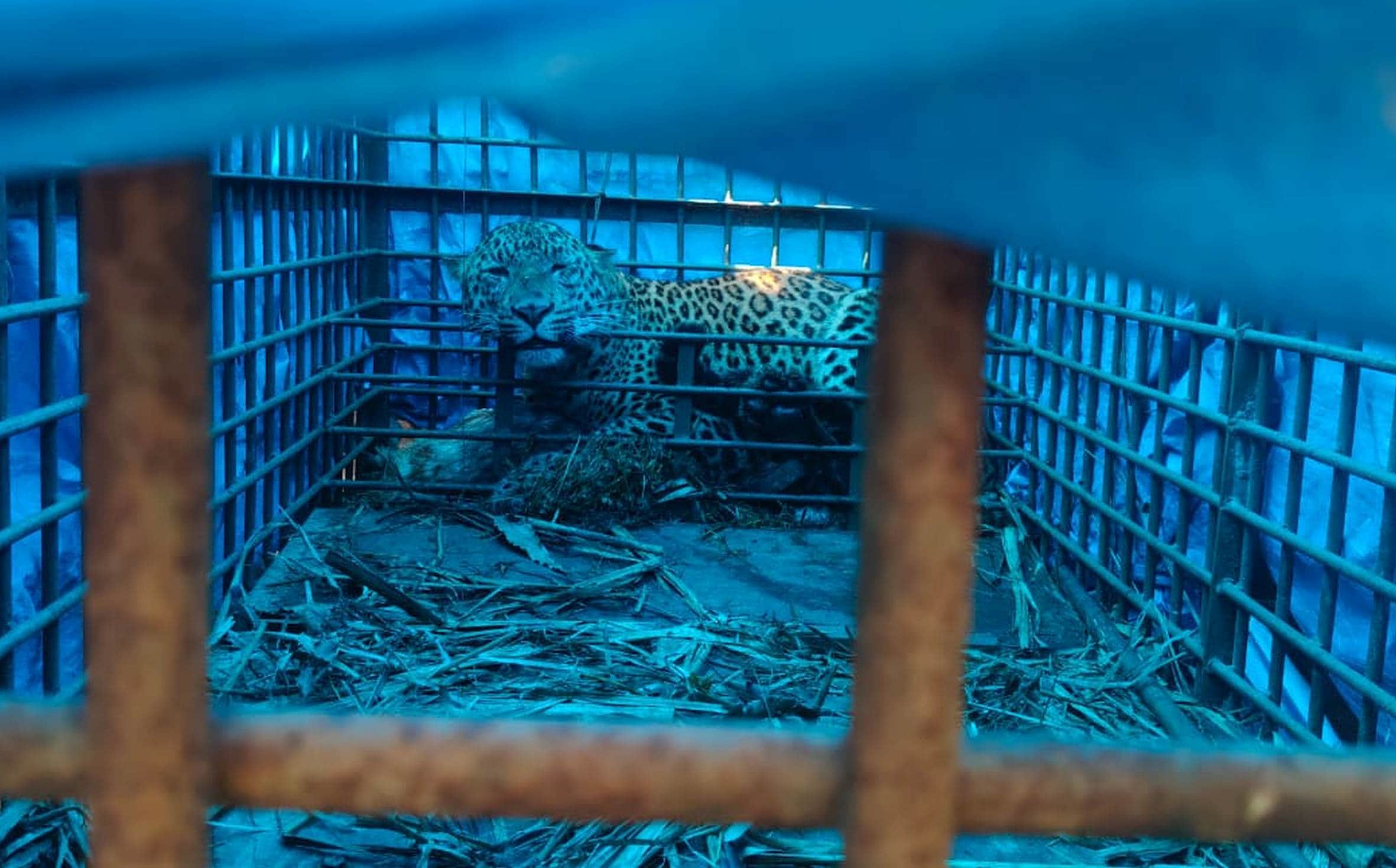 गौरिया गांव में वन विभाग द्वारा पिंजड़े में कैद तेंदुआ।