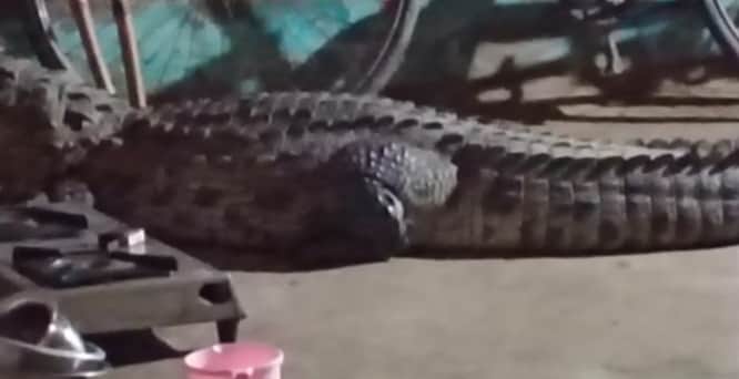 घर में घुसकर बैठा मगरमच्छ। स्रोत: सोशल मीडिया