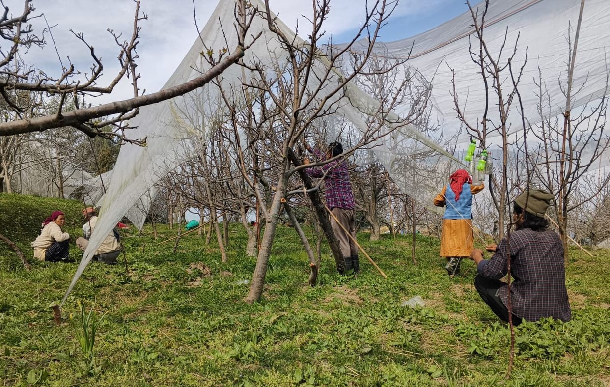 Gardeners are busy installing anti-hail nets in the apple-rich areas of Nirmand