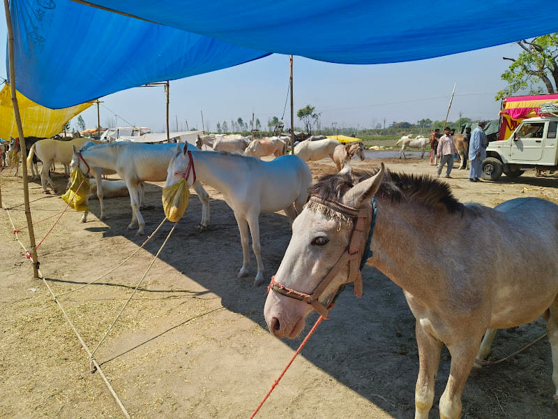 Marwari and Nukri breed horses are becoming an attraction