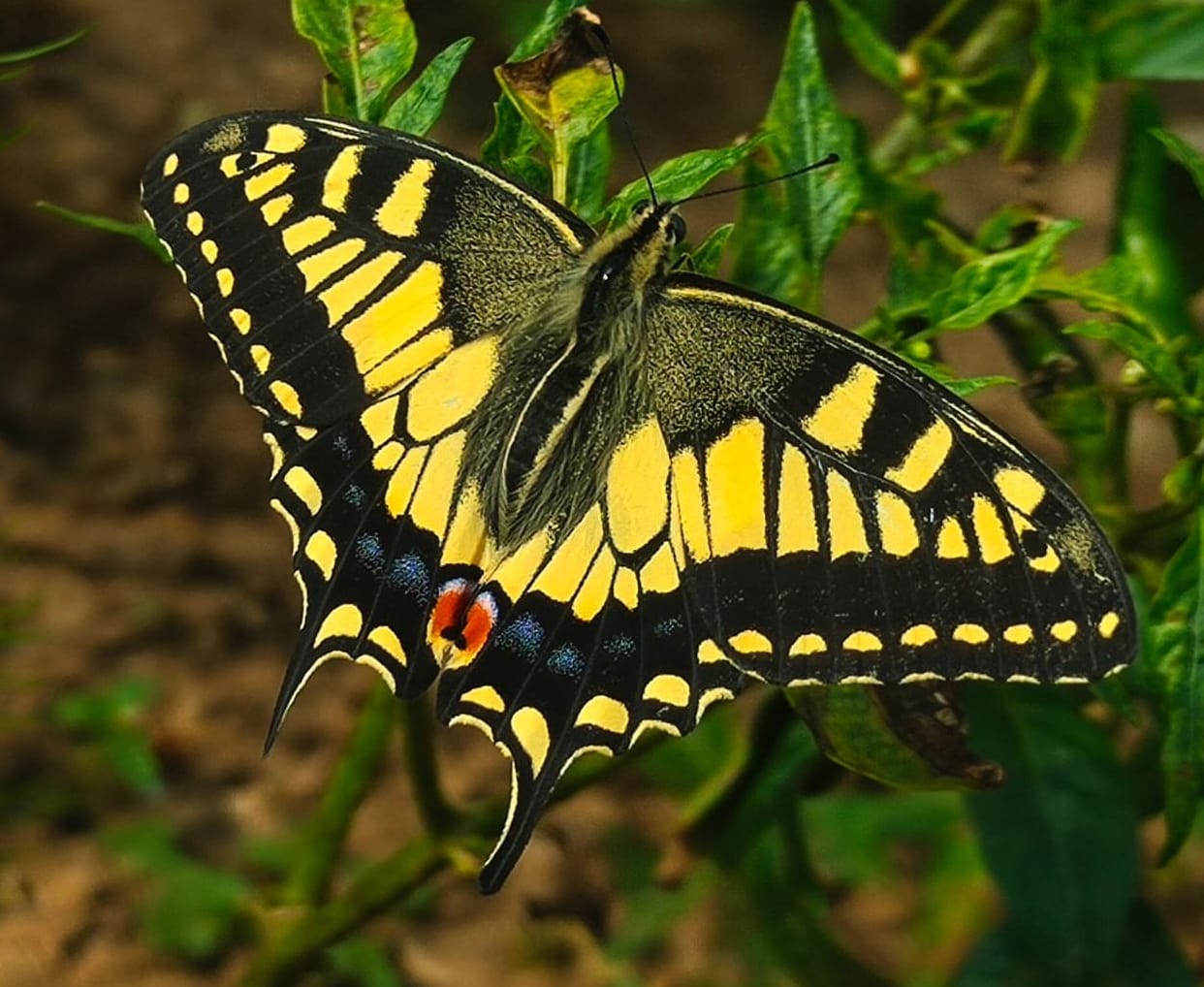 Pithoragarh is home to 200 species of colourful butterflies.