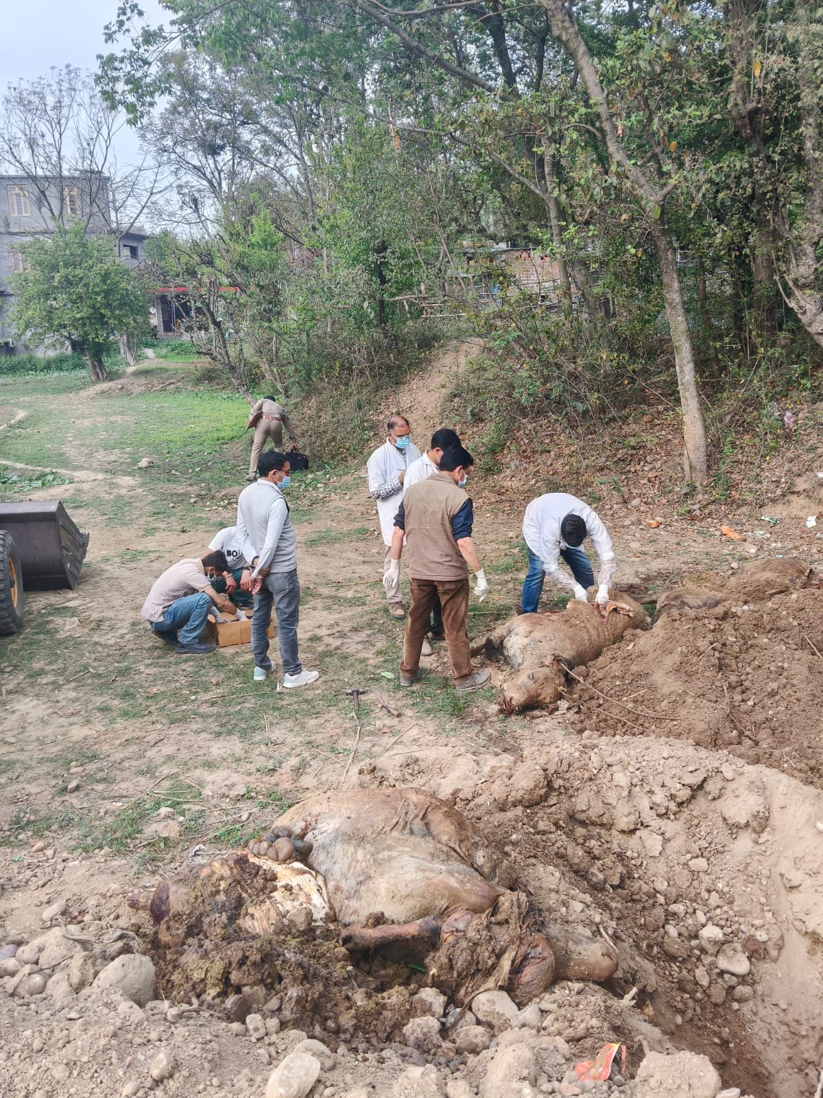 Suspicious death of four cows, FIR registered in police station, five people questioned