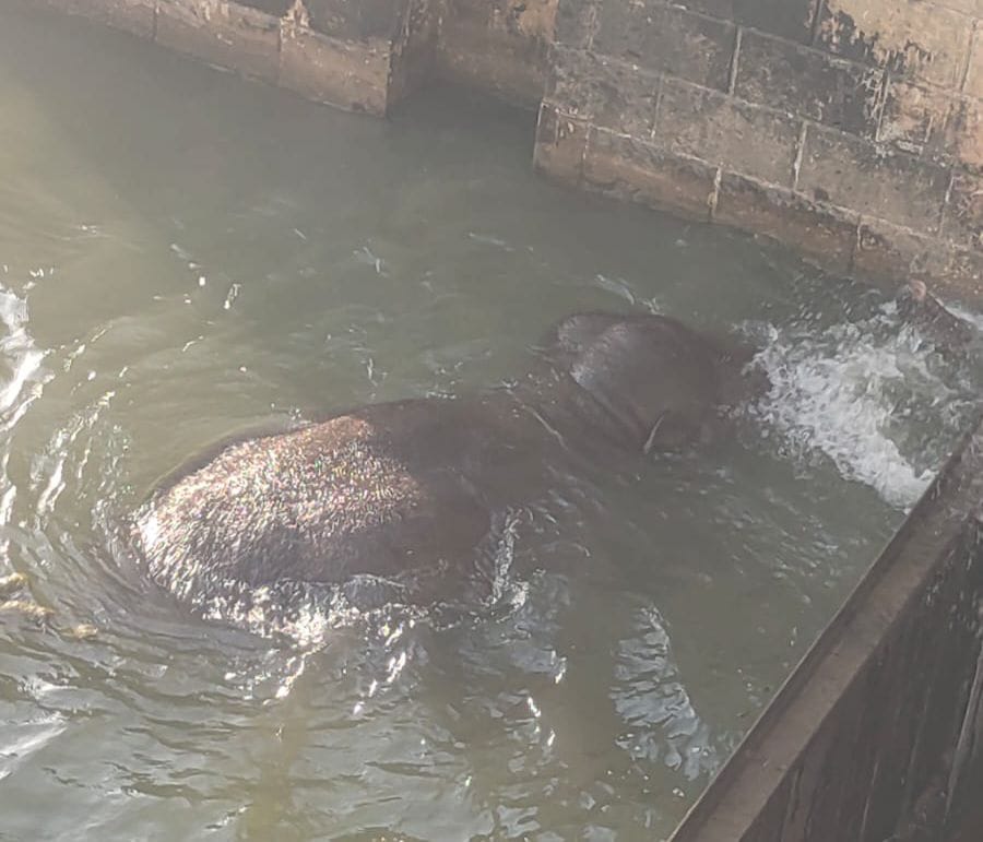 elephant trapped in indrapuri dam dies after rescue, forest department, rohtas bihar news