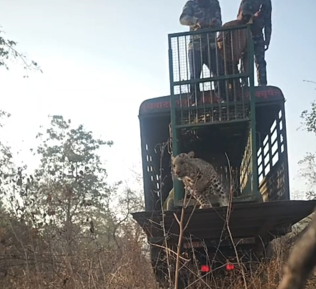 The leopard that caused panic in Kheri was released into the jungle of Ranipur Tiger Reserve.