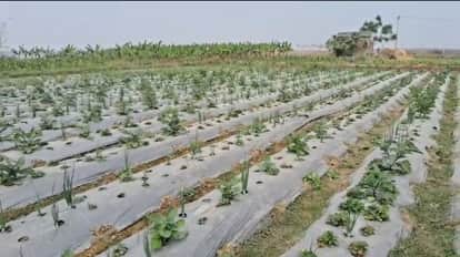 mba farmer abdul qadir strawberry farming success story gaya today bihar news