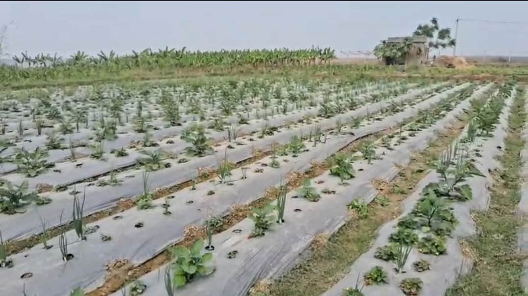 स्ट्रॉबेरी की खेती