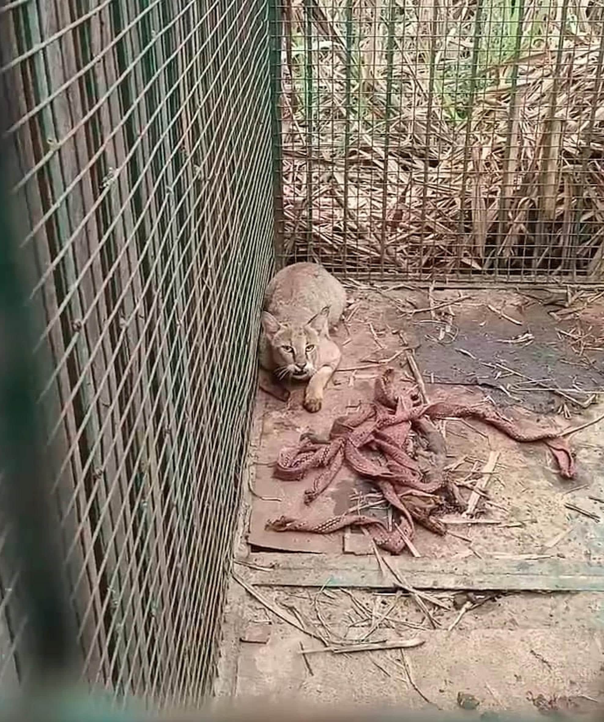 खैरीघाट में तेंदुआ पकड़ने के लिए लगाए पिंजरे में कैद हुई जंगली बिल्ली। -संवाद