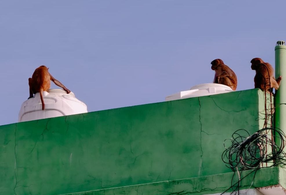 Monkeys causing trouble to people, causing damage by entering homes