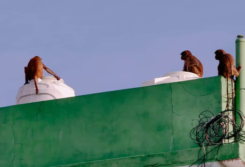 लोहाघाट में लोगों के छत में चढ़कर उत्पात मचाते बंदर। स्रोत: लोग