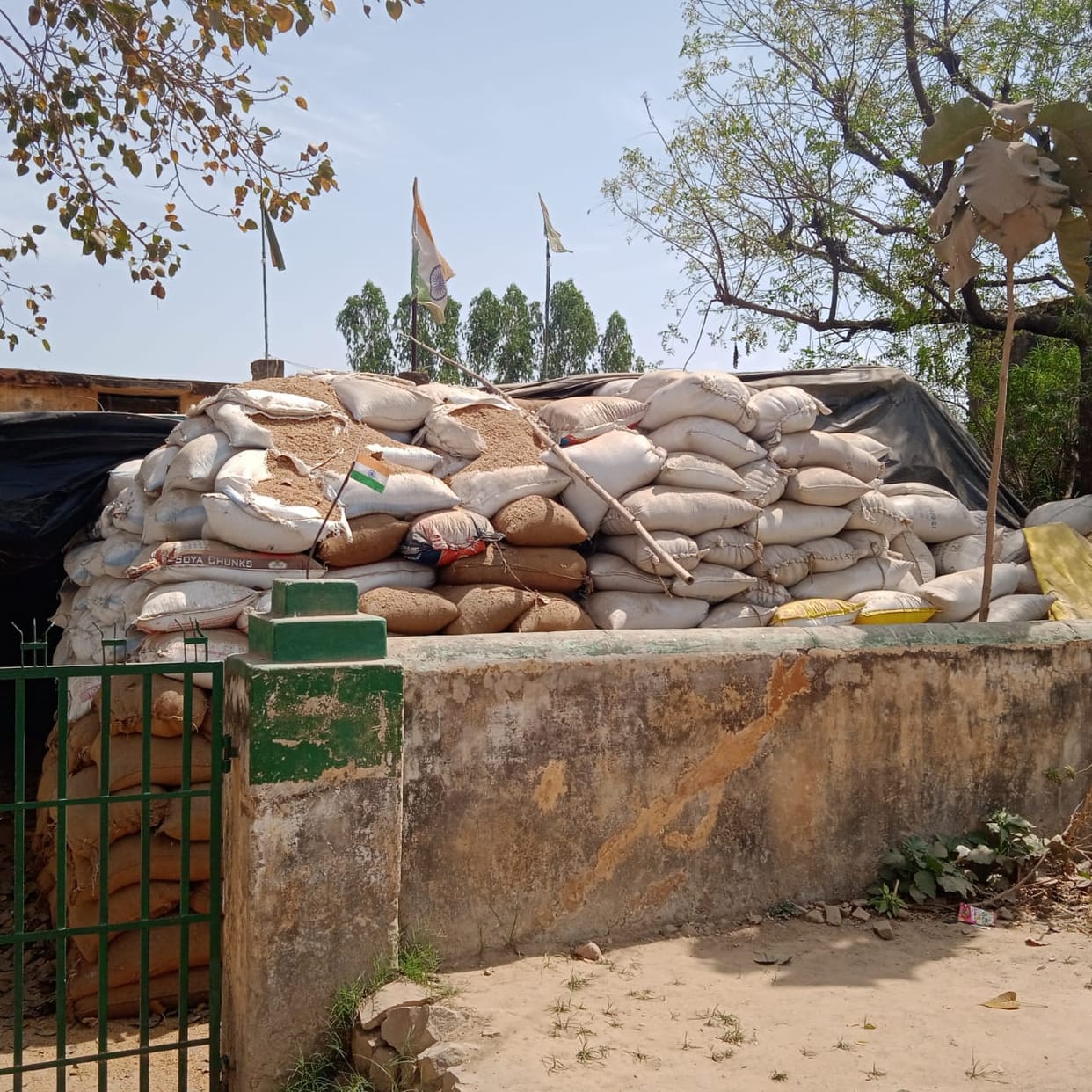 3200 quintals of paddy lying dumped on the purchase of wheat since 17