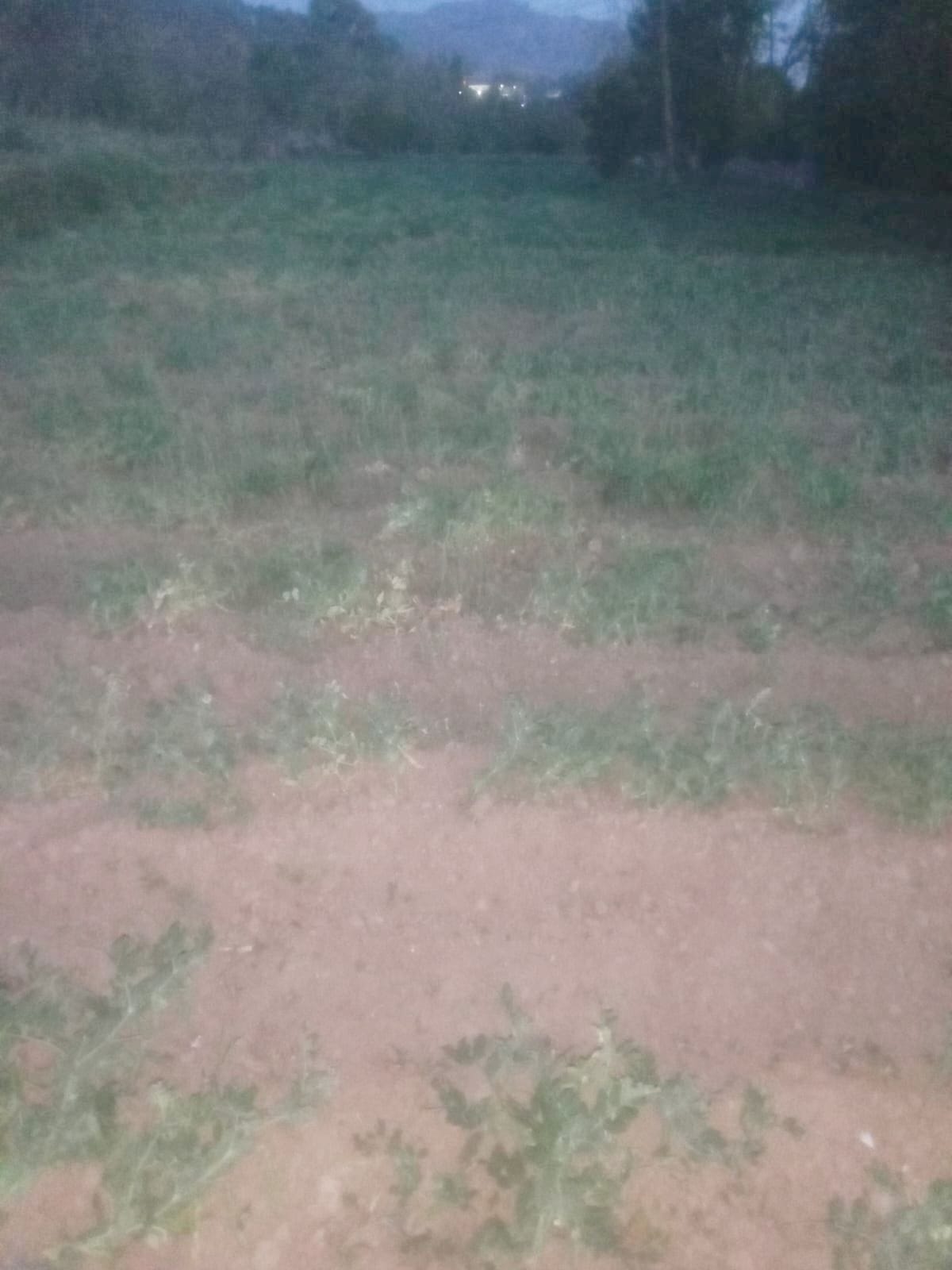Pea harvest in rain-fed areas reduced to a single harvest, farmers worried