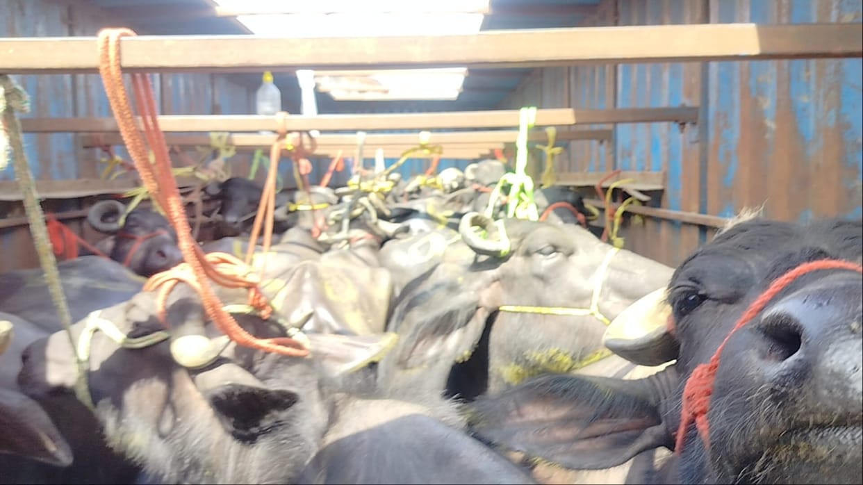 23 buffaloes loaded in a truck caught near Sakauti bridge, three arrested