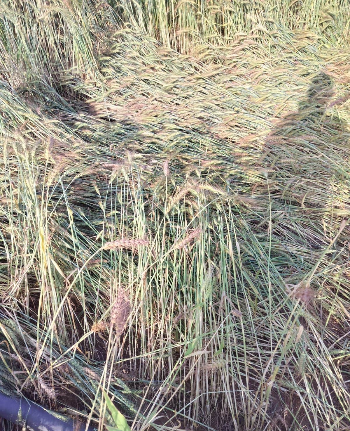 भिवानी जिले के गांव सुरपुरा कलां के खेतों में बारिश के बाद जमीन पर बिछी गेहूं की फसल। संवाद