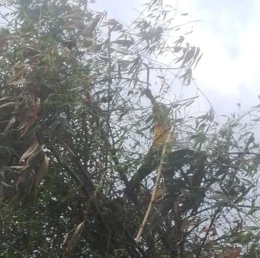 Faults increased due to strong winds, power was cut throughout the day