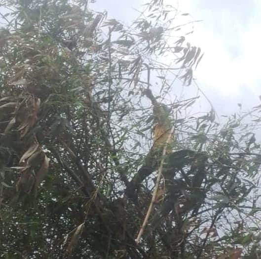 बांकेगंज में बिजली लाइन ठीक करता कर्मी।- स्त्रोत- विभाग।