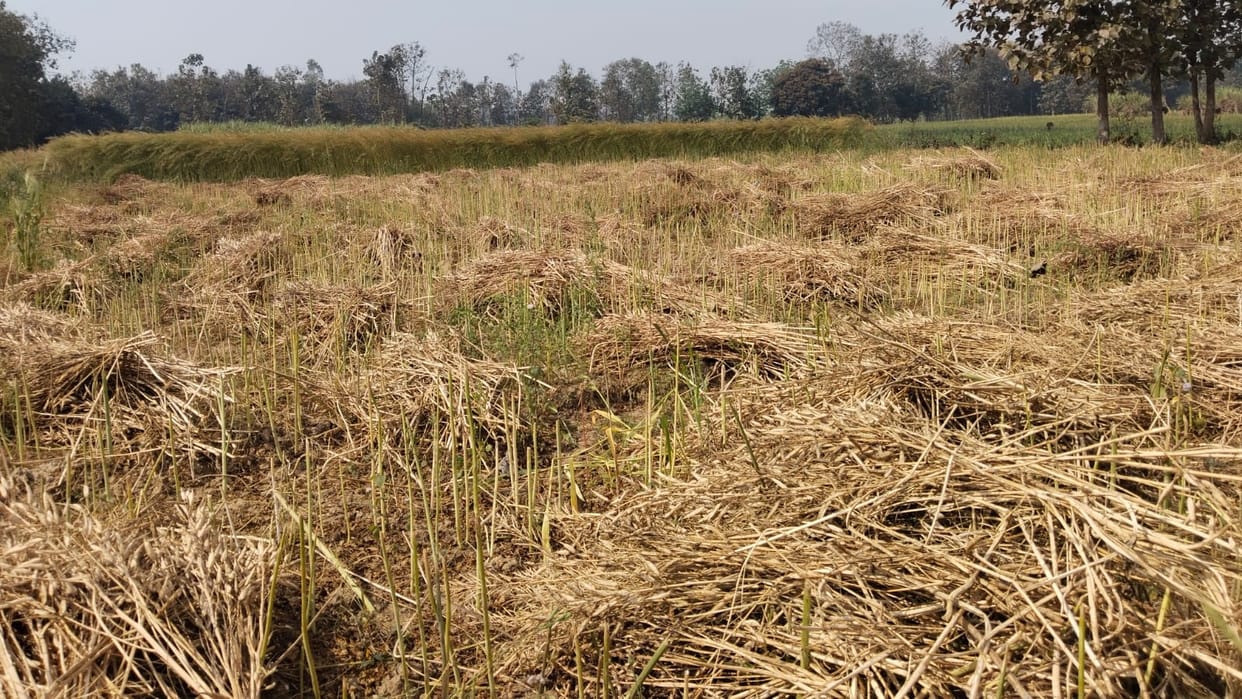 Rain with strong winds increases farmers' worries
