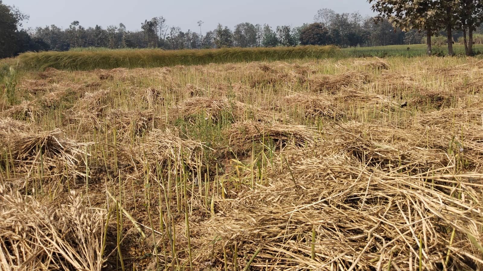 बलरामपुर के रेहरा बाजार में बारिश के बाद भीगी सरसो की फसल ।-संवाद