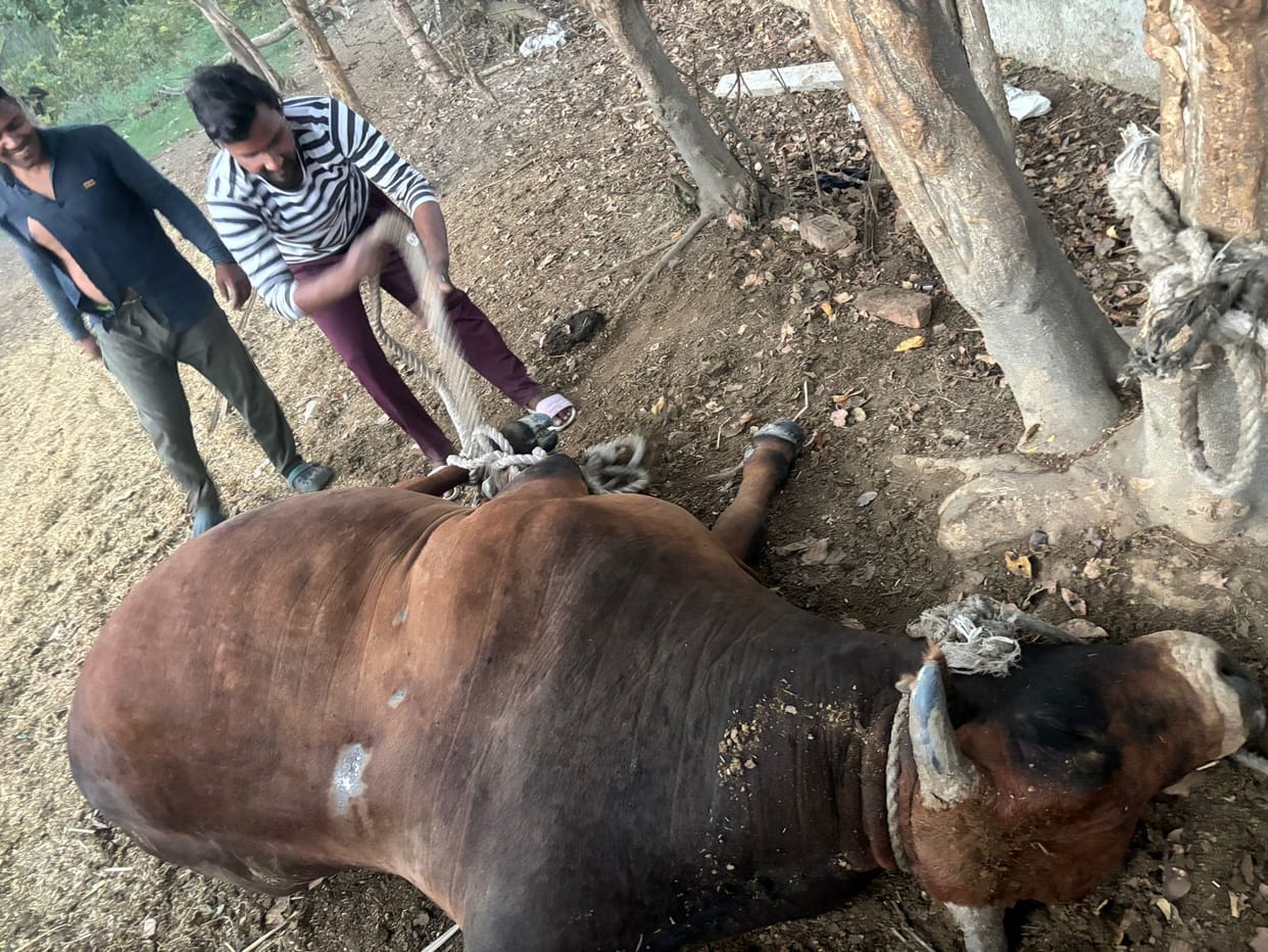 Stray bull caught and sent to cow shelter