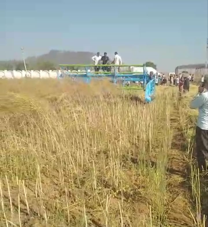 Mustard harvesting is being carried out using machines amidst a shortage of laborers.