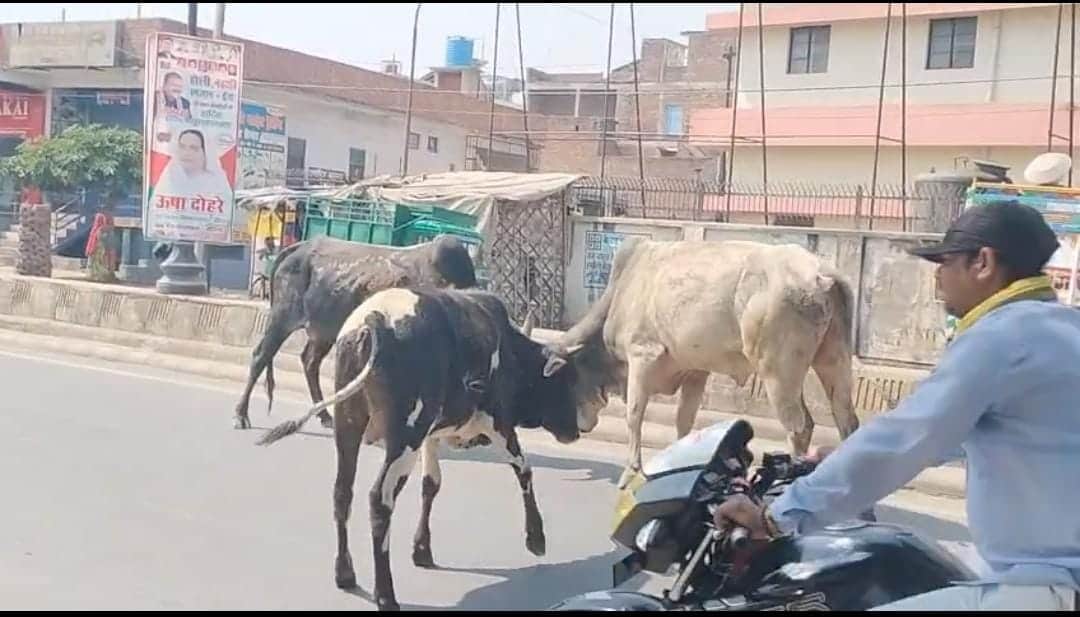 फोटो-27-खानपुर जाने वाली सड़क पर एक-दूसरे से भिड़ते सांड़। स्रोत : वीडियो ग्रैब