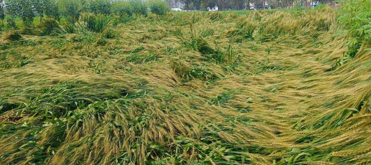 फोटो-32-खेत में गिरी पड़ी गेहूं की फसल। संवाद