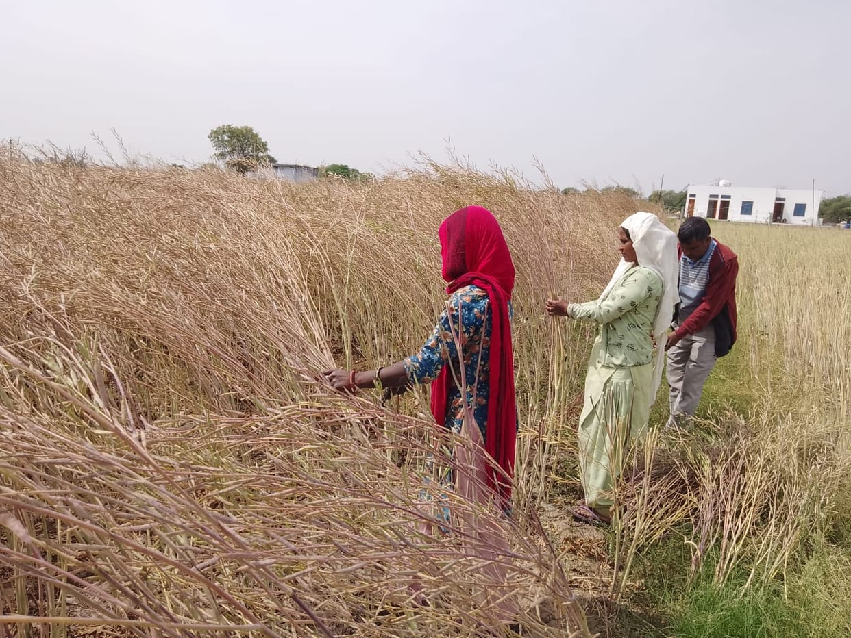 Labor shortages and the possibility of rain have increased farmers' troubles.
