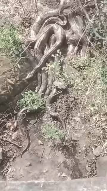 Five huge pythons were seen on the hills of Gahlian