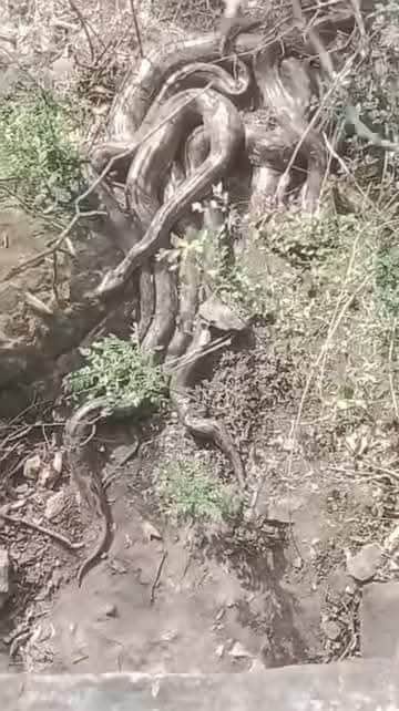 गाहलियां पंचायत के कालोथरे वाली माता मंदिर परिसर के पास की पहाड़ियां में दिखे एक साथ कई अजगर,। 