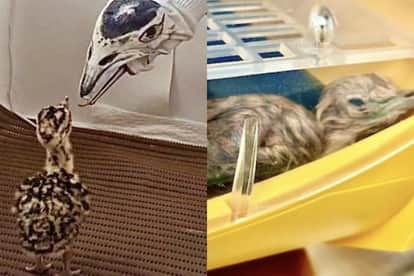 Two Great Indian Bustard chicks born at Jaisalmer Breeding Centre, major success in conservation campaign